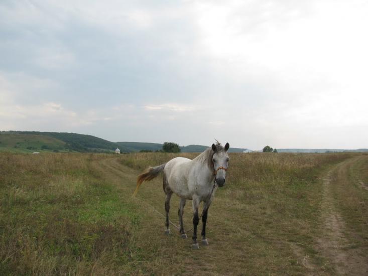Мечищів з panoramio.com - Мечищів