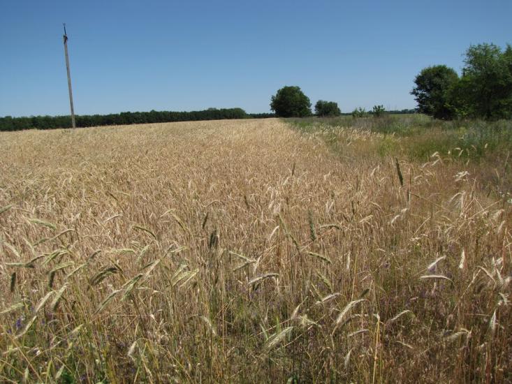 Харківці з panoramio.com - Харківці