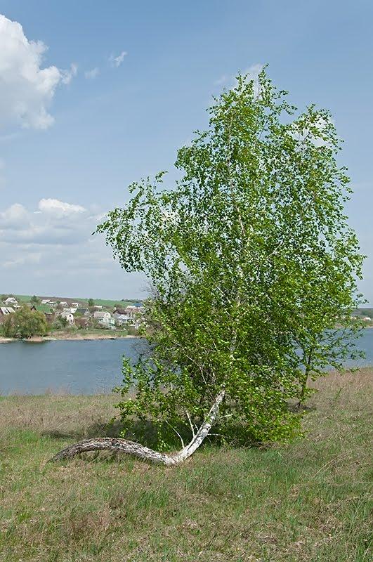 Черняки з panoramio.com - Черняки