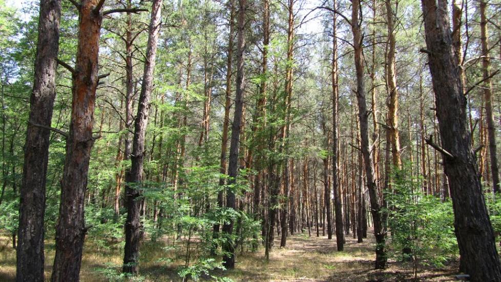 Кринки з panoramio.com - Кринки