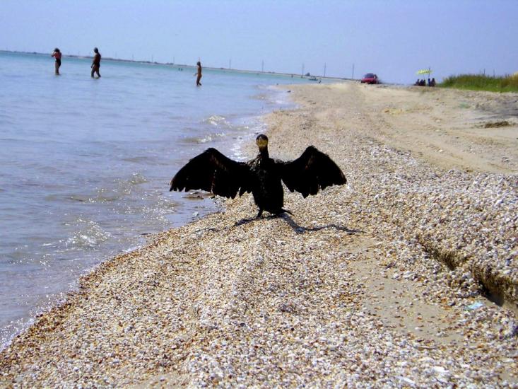 Степанівка Перша з panoramio.com - Степанівка Перша