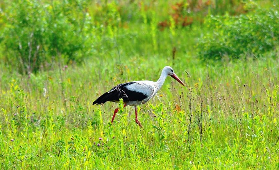 Адамчуки з panoramio.com - Адамчуки