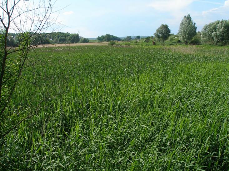 Бобрівка з panoramio.com - Бобрівка