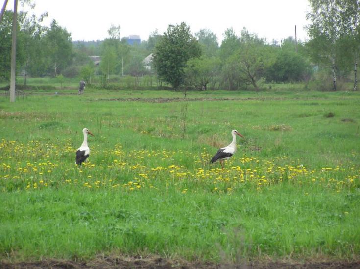Горщик з panoramio.com - Горщик