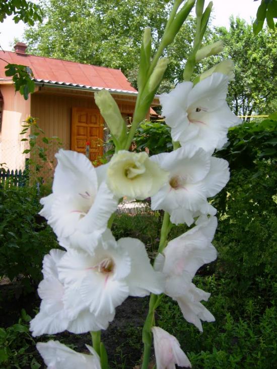 Городище з panoramio.com - Городище