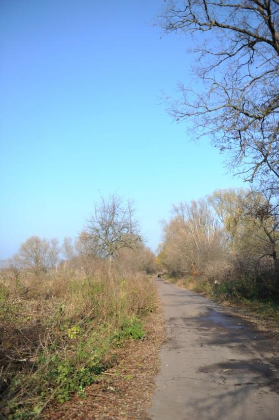 Нова Оржиця з panoramio.com - Новая Оржица