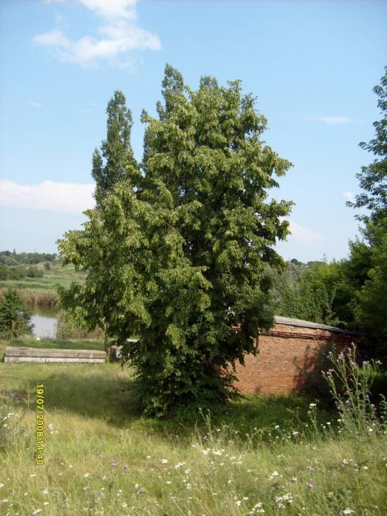Мала Виска з panoramio.com - Малая Виска