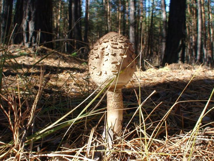 Торське з panoramio.com - Торське