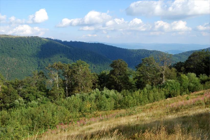 Вовчий з panoramio.com - Vovchyy