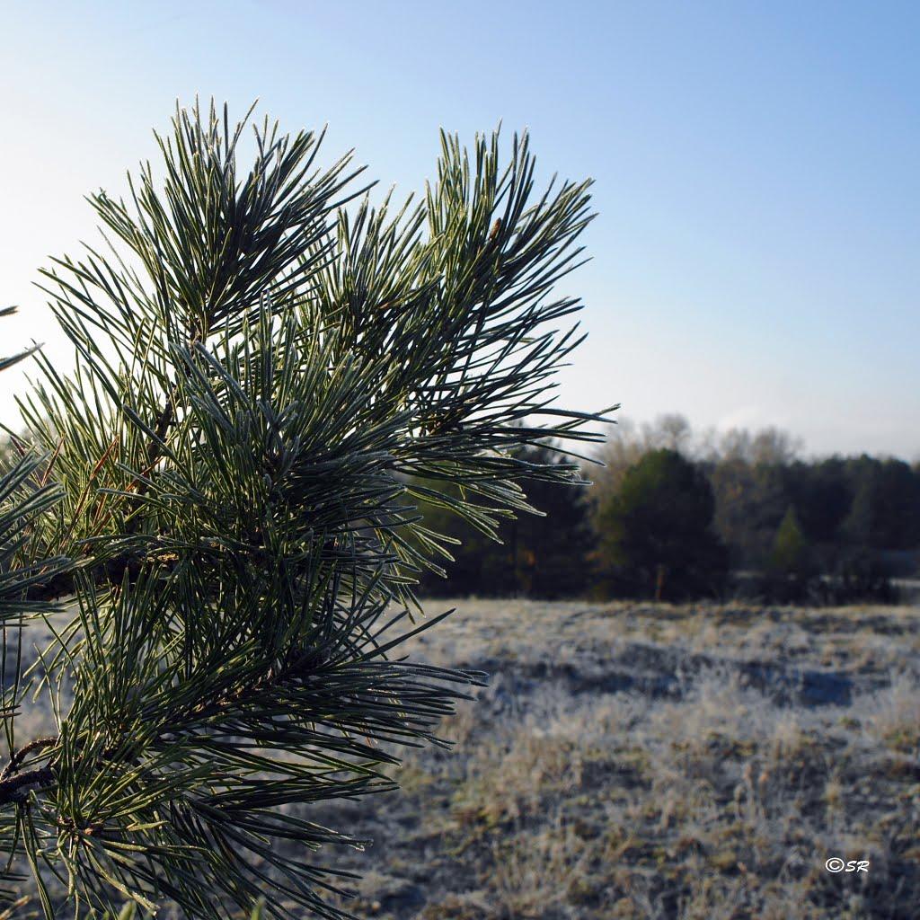 Шульгівка з panoramio.com - Shulgivka