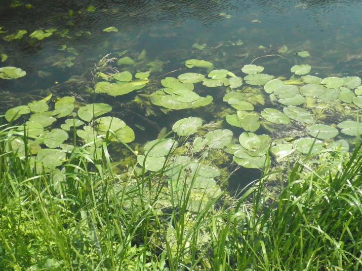 Черкаський Бишкин з panoramio.com - Черкаський Бишкин