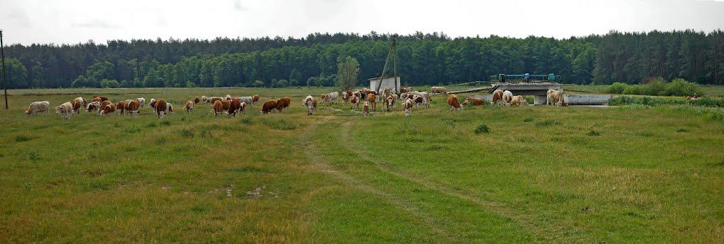 Чорногородка з panoramio.com - Чорногородка