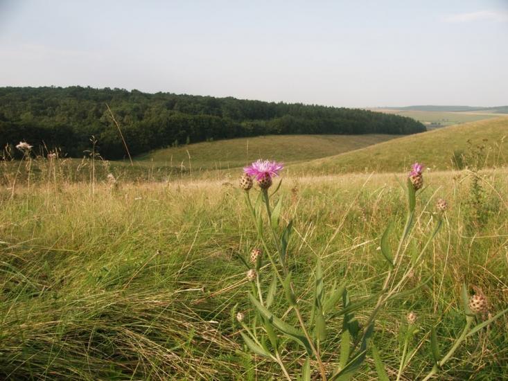 Монастириська з panoramio.com - Монастыриска