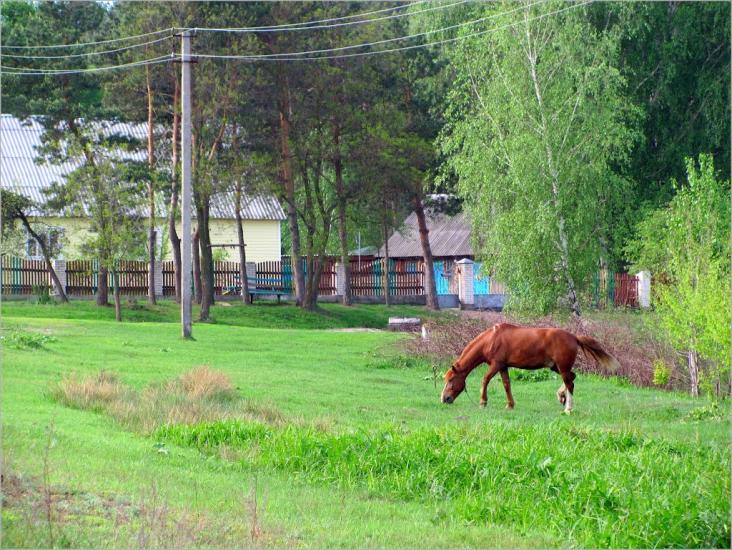 Сарни з panoramio.com - Сарни