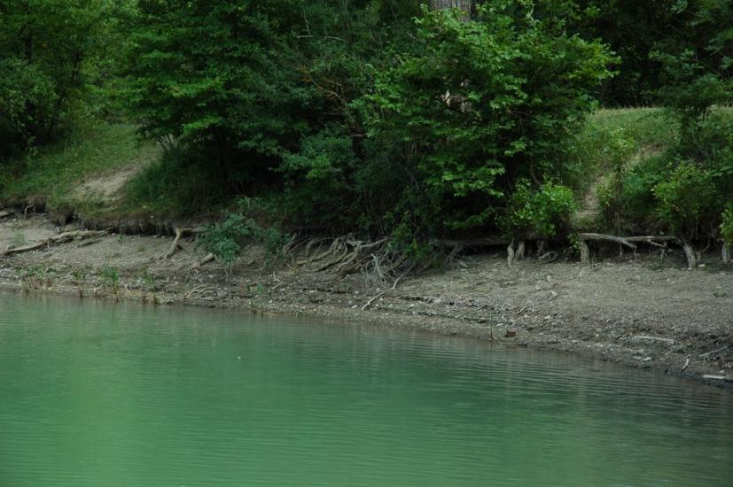 Ворон з panoramio.com - Ворон