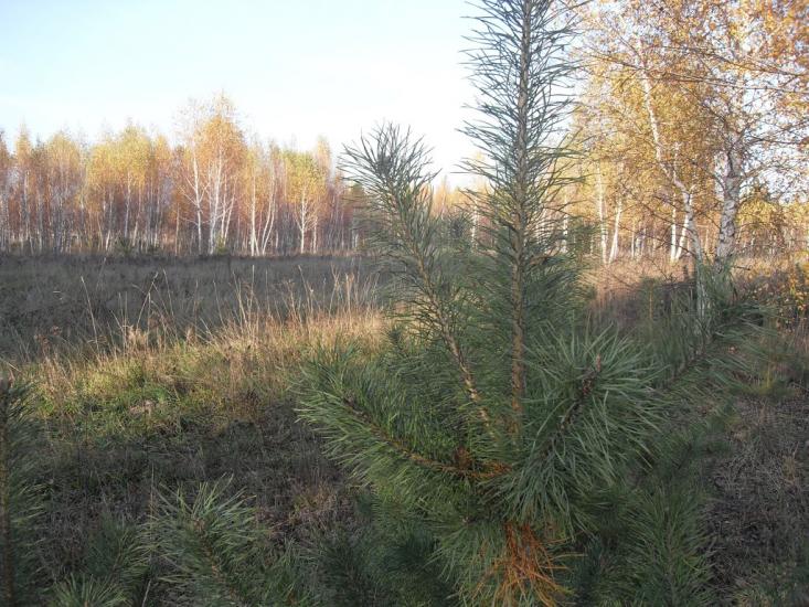 Заудайка з panoramio.com - Заудайка