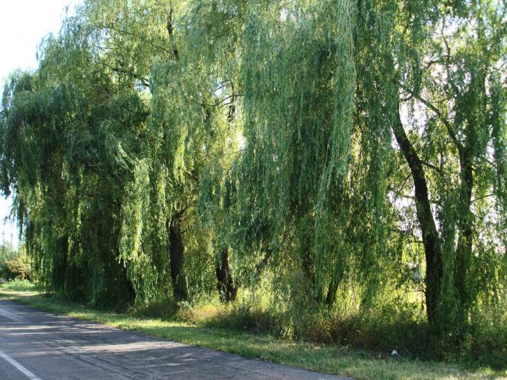 Вітрівка з panoramio.com - Вітрівка