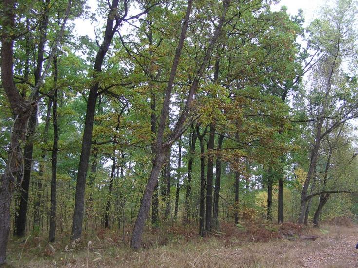 Горщик з panoramio.com - Горщик
