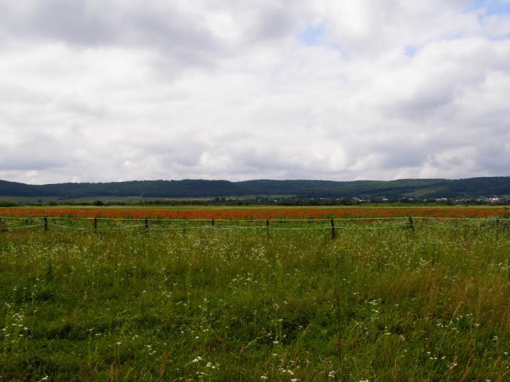 Воля-Висоцька з panoramio.com - Volya-Vysotska