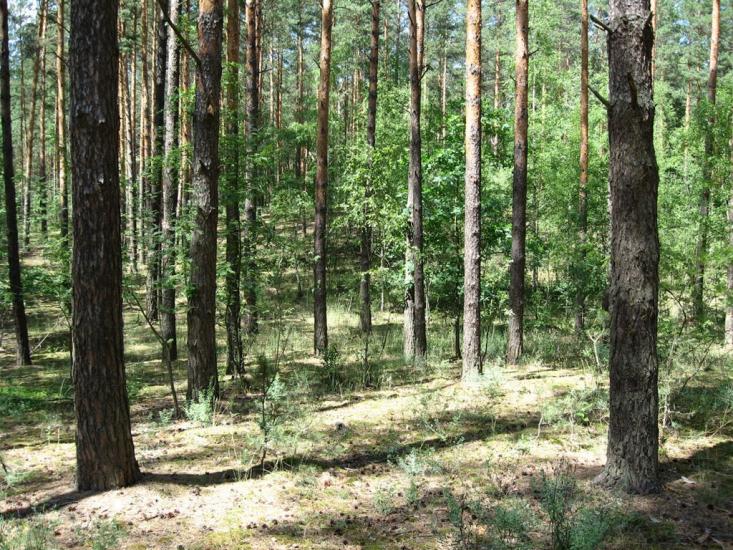 Кролевець з panoramio.com - Кролевец