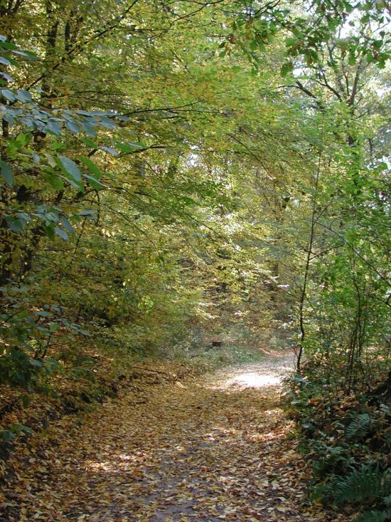 Ліпляве з panoramio.com - Лепляво