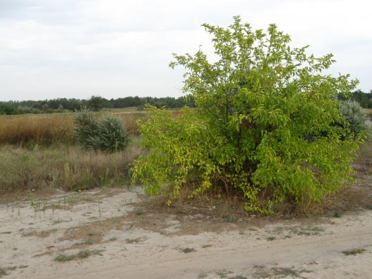 Раденськ з panoramio.com - Radensk