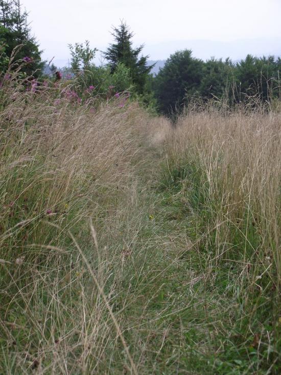 Лавочне з panoramio.com - Лавочное