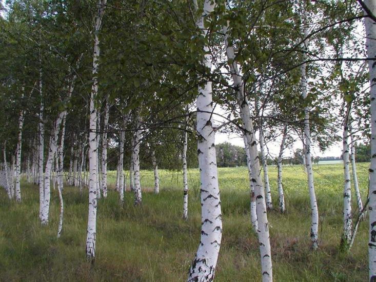 Корюківка з panoramio.com - Корюковка