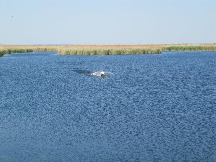 Градениці з panoramio.com - Градениці