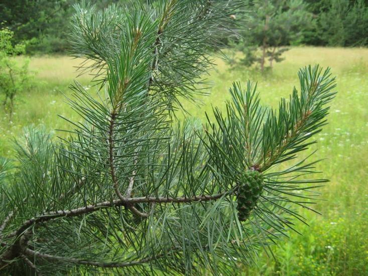 Старосілля з panoramio.com - Старосілля