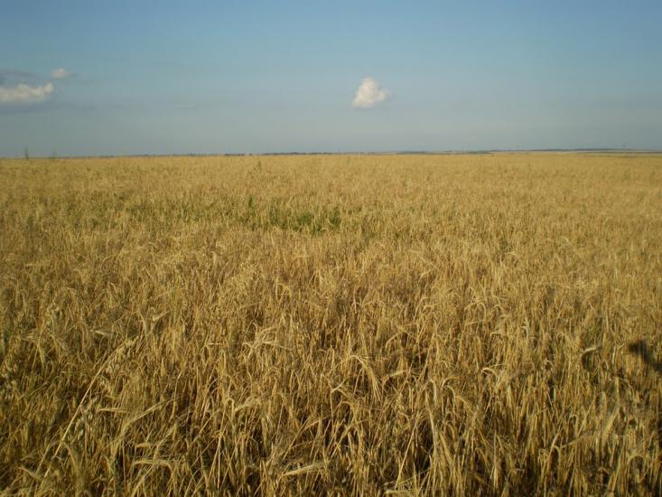 Клебанівка з panoramio.com - Клебанівка