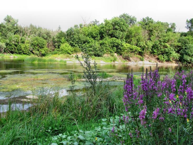 Піщане з panoramio.com - Pischane