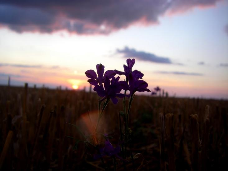 Світле з panoramio.com - Светлое