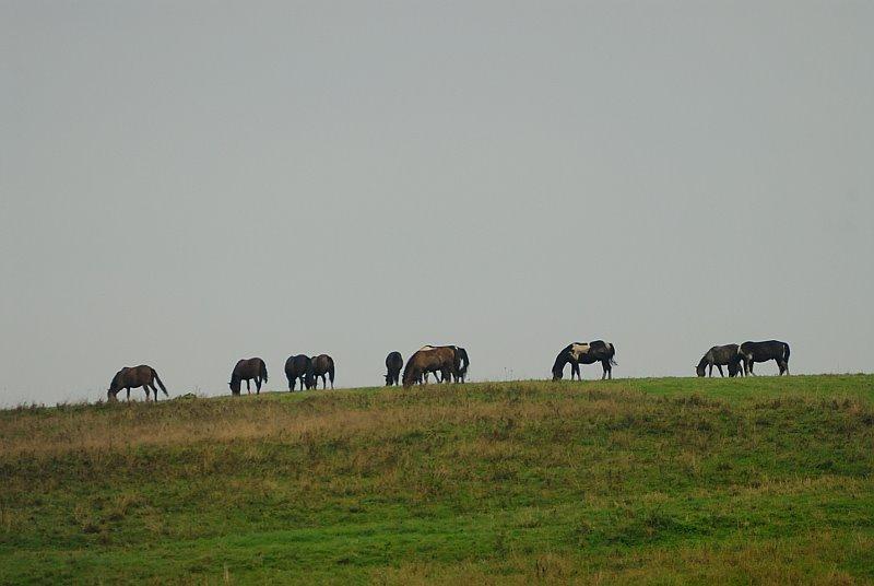 Шандровець з panoramio.com - Шандровец