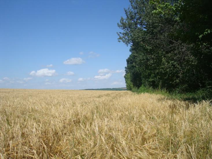 Ружичанка з panoramio.com - Ruzhychanka