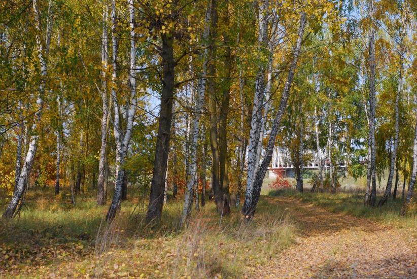 Макошине з panoramio.com - Макошино