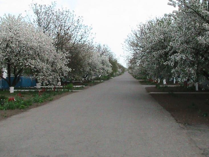 Сиваське з panoramio.com - Сиваське