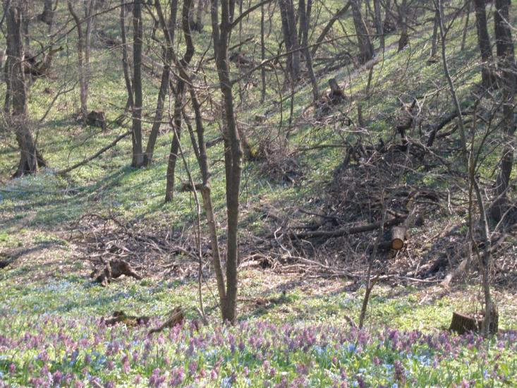 Зелений Гай з panoramio.com - Зелений Гай