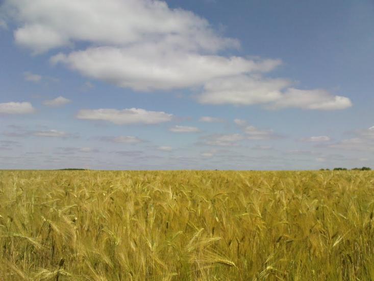 Катеринка з panoramio.com - Катеринка