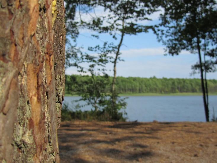 Піски-Річицькі з panoramio.com - Піски-Річицькі