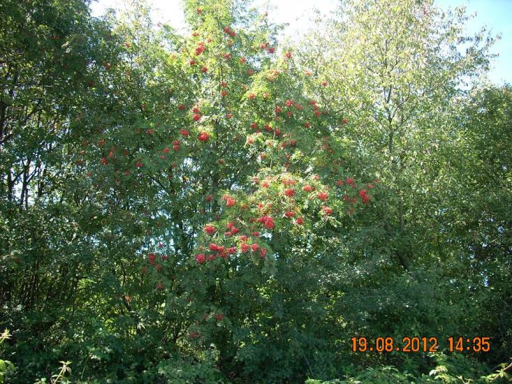 Монастирець з panoramio.com - Монастырец