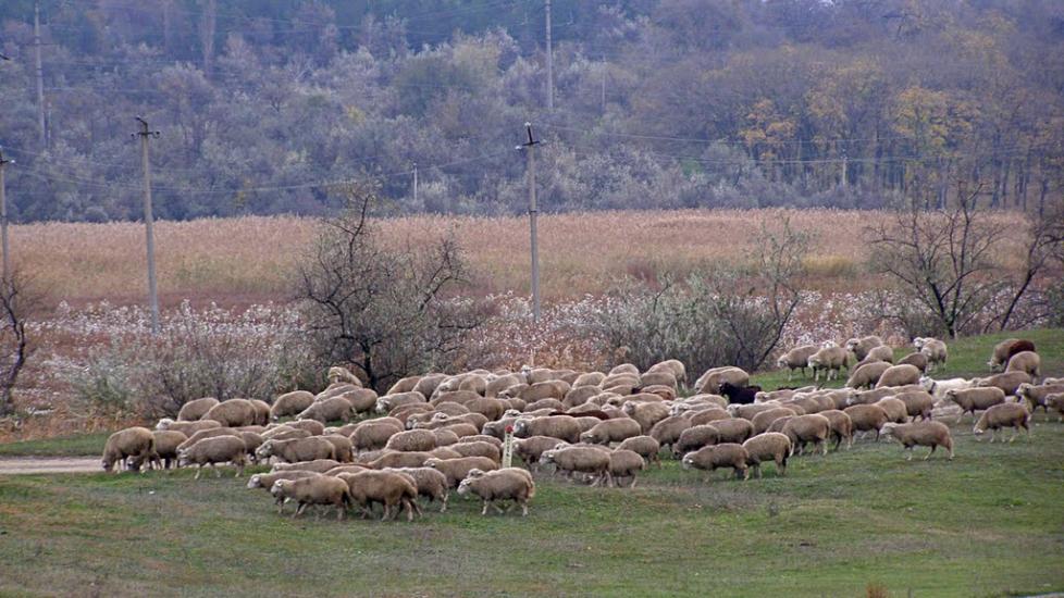 Виноградівка з panoramio.com - Vynogradivka