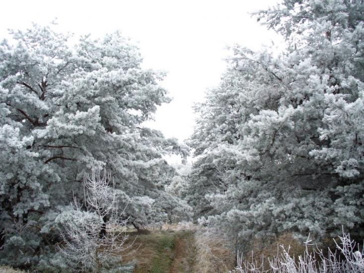 Чернеччина з panoramio.com - Чернеччина