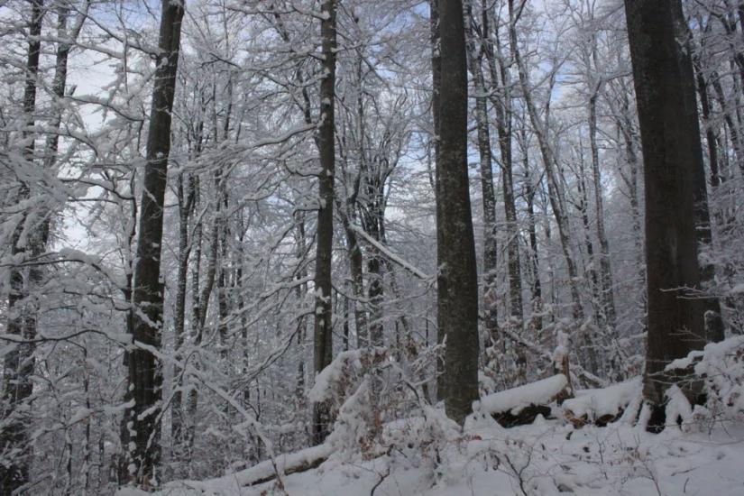 Кваси з panoramio.com - Квасы