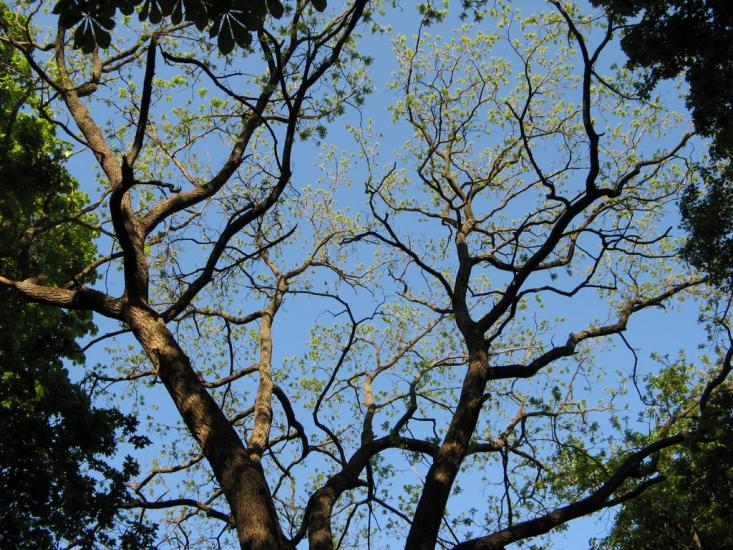 Романківці з panoramio.com - Романковцы