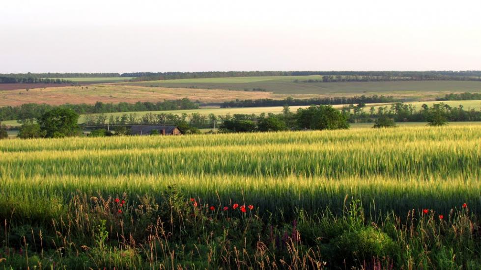 Розівка з panoramio.com - Розовка