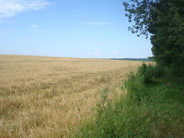 Ружичанка з panoramio.com - Ruzhychanka