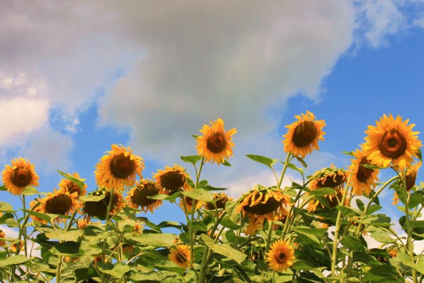 Мала Нехвороща з panoramio.com - Мала Нехвороща