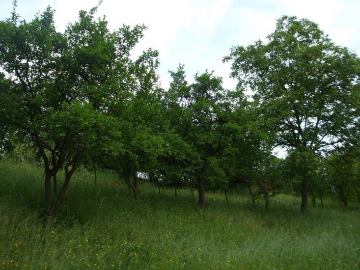 Могилівка з panoramio.com - Могилевка