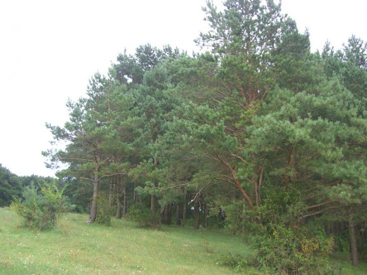 Лисогірка з panoramio.com - Лисогірка